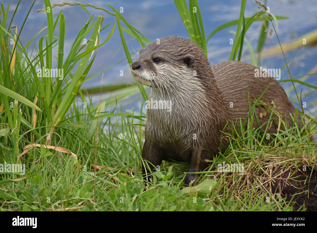 Asian Otter Scottish Deer Centre, Cupar, Bow of Fife, Scotland Stock
