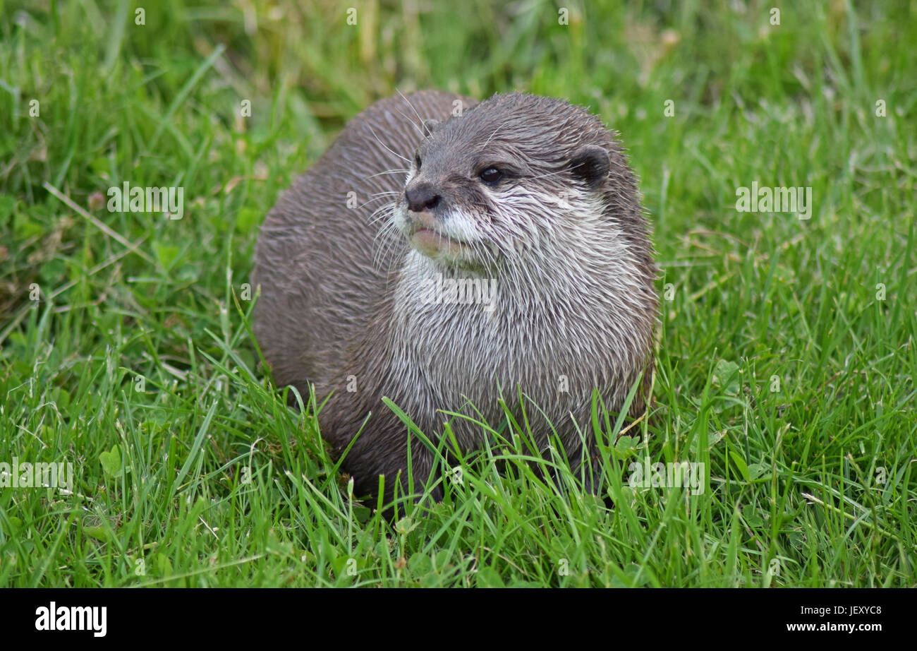 Asian Otter Scottish Deer Centre, Cupar, Bow of Fife, Scotland Stock