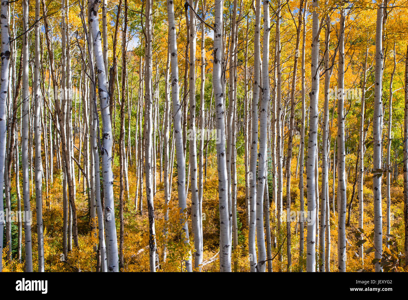 A forest of colorful aspen trees in fall. Stock Photo