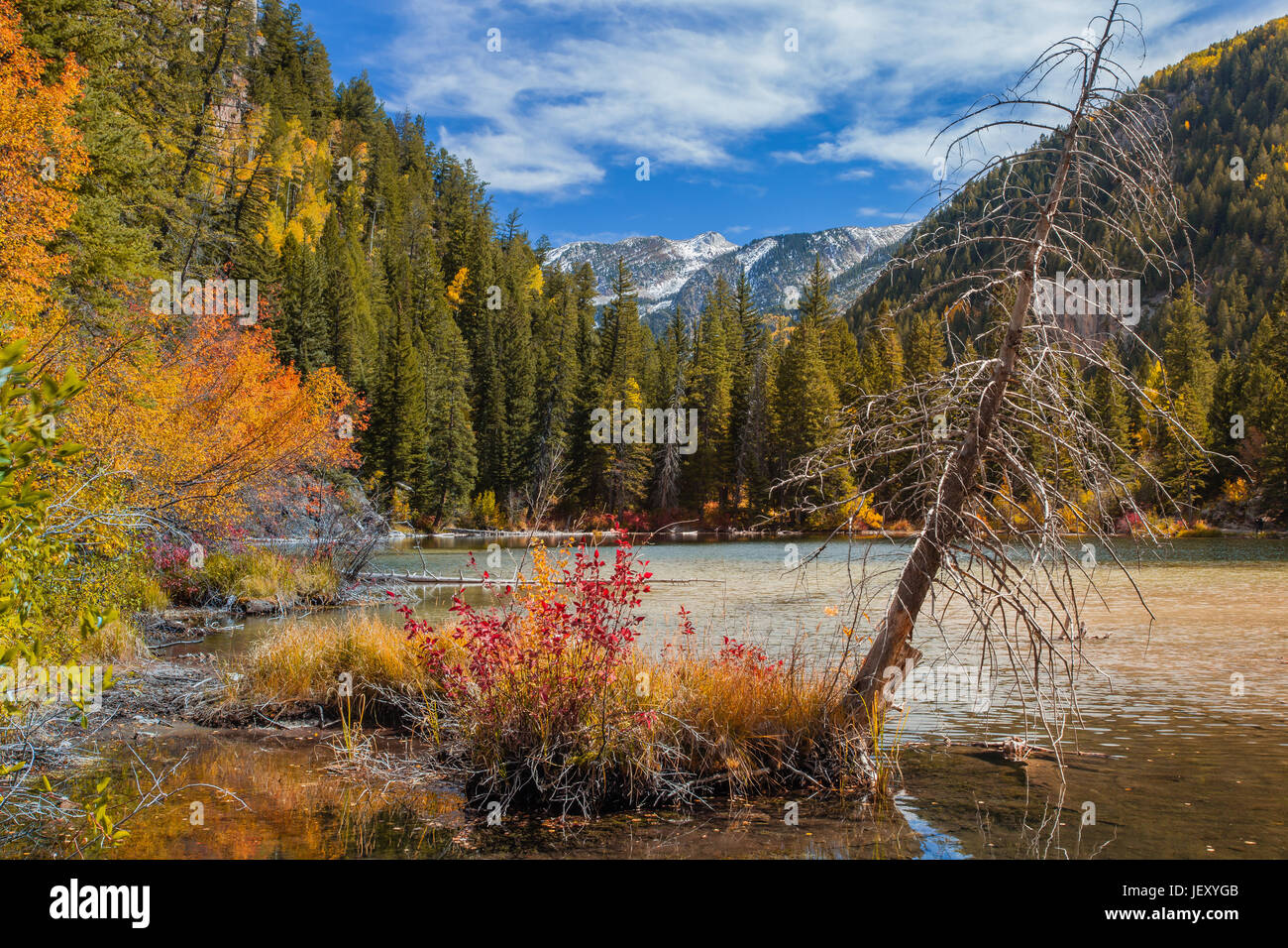 Fall foliage colors on Lizard Lake in Marble, CO near Crystal City Stock Photo