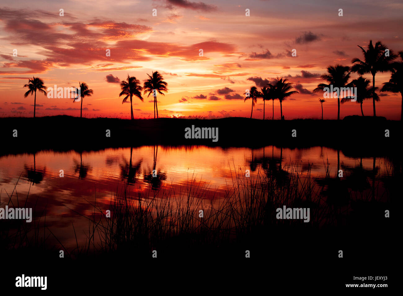 Beautiful sunset palm tree on hi-res stock photography and images - Alamy
