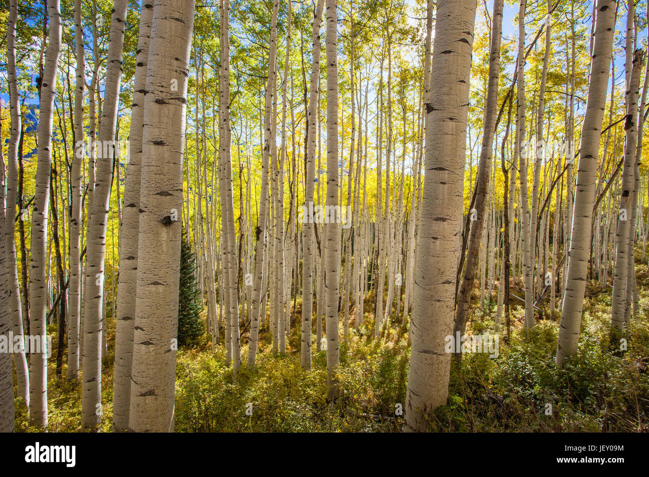 A forest of colorful aspen trees in fall along Kebler Pass, Colorado. Stock Photo