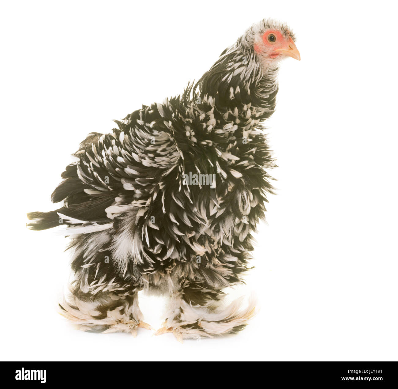 Pekin chicken in front of white background Stock Photo - Alamy