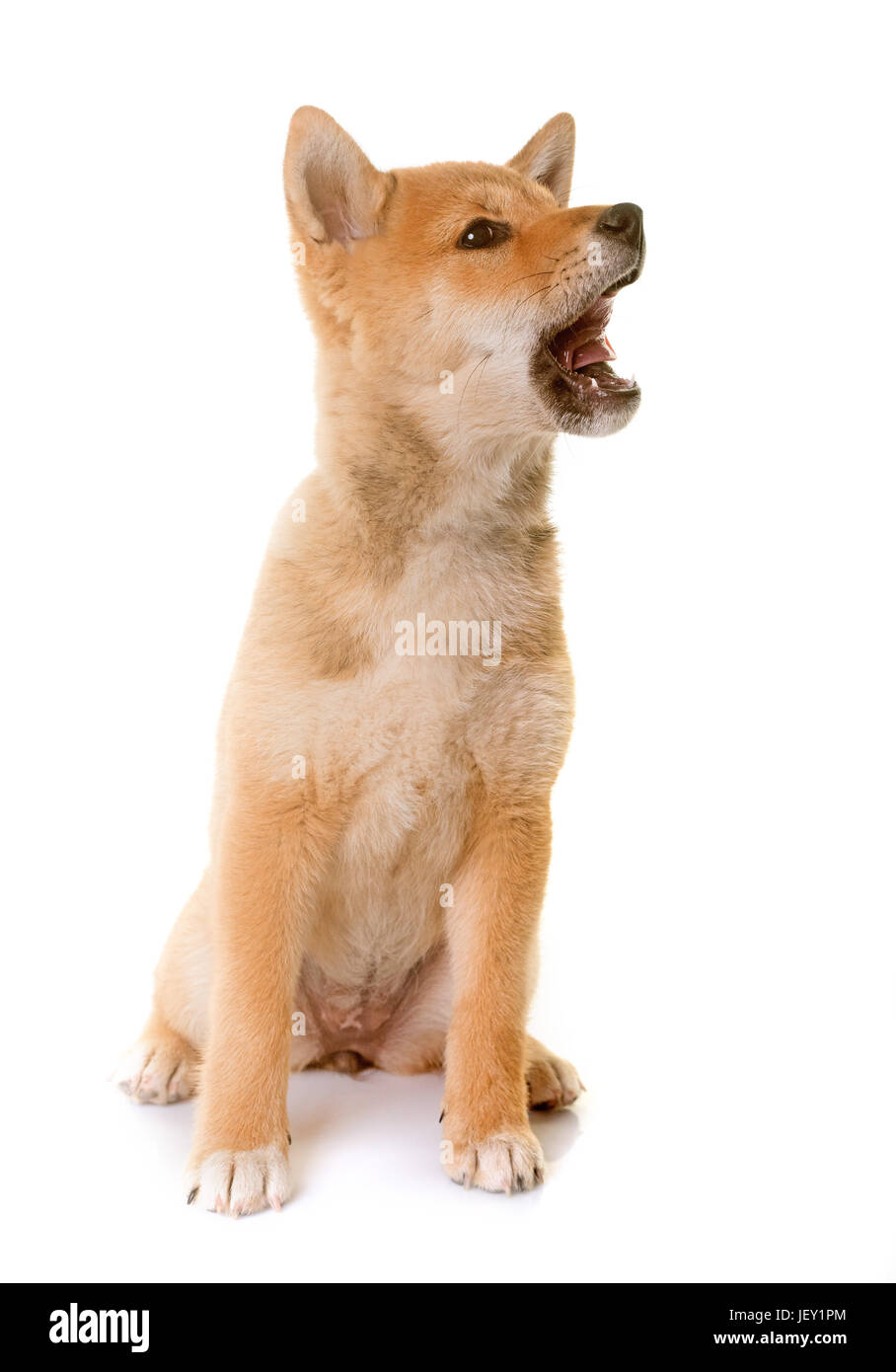 Puppy Shiba Inu In Front Of White Background Stock Photo
