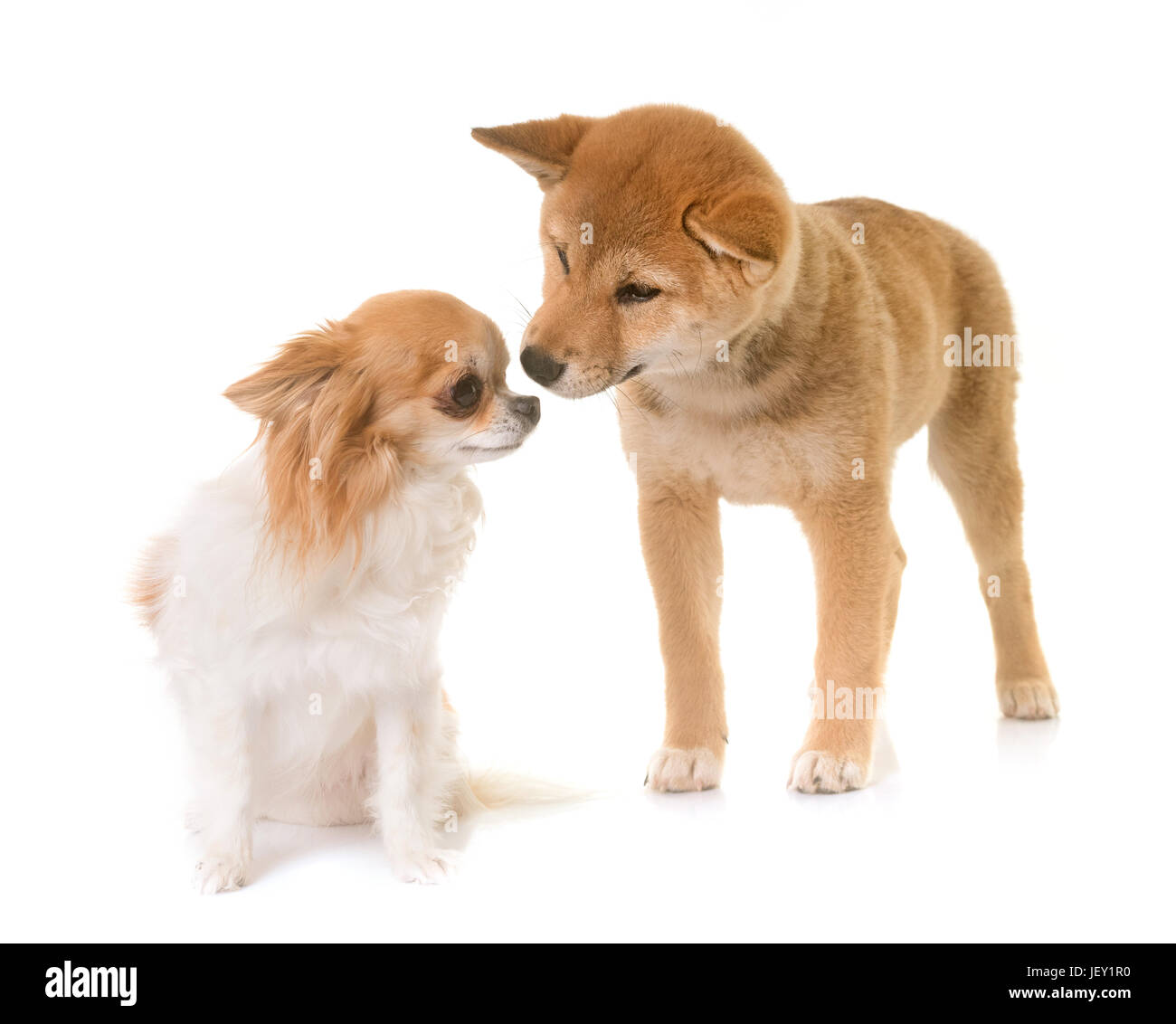puppy shiba inu and chihuahua in front of white background Stock Photo ...