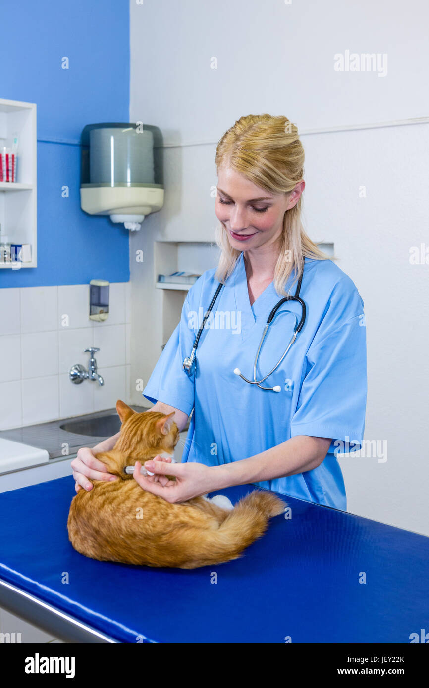 A woman vet putting down a cat Stock Photo Alamy