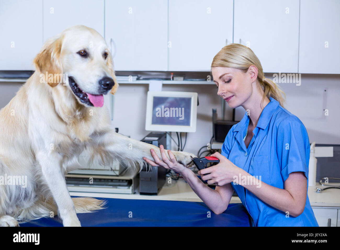 A vet cutting the nails of dog Stock Photo Alamy