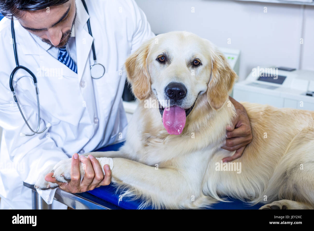 A man vet holding the paw of a dog Stock Photo - Alamy
