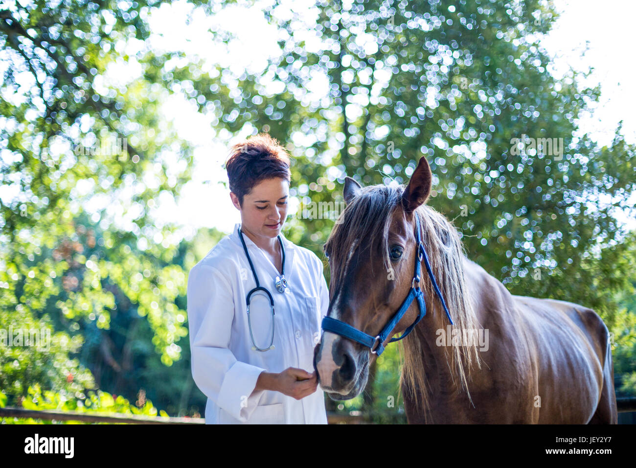 Vet with stethoscope horse hi-res stock photography and images - Alamy