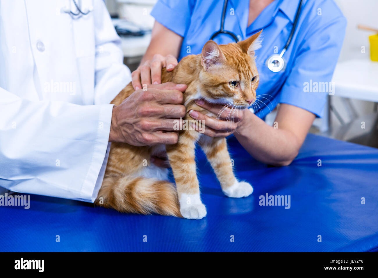 Woman seated holding cat hi-res stock photography and images - Alamy