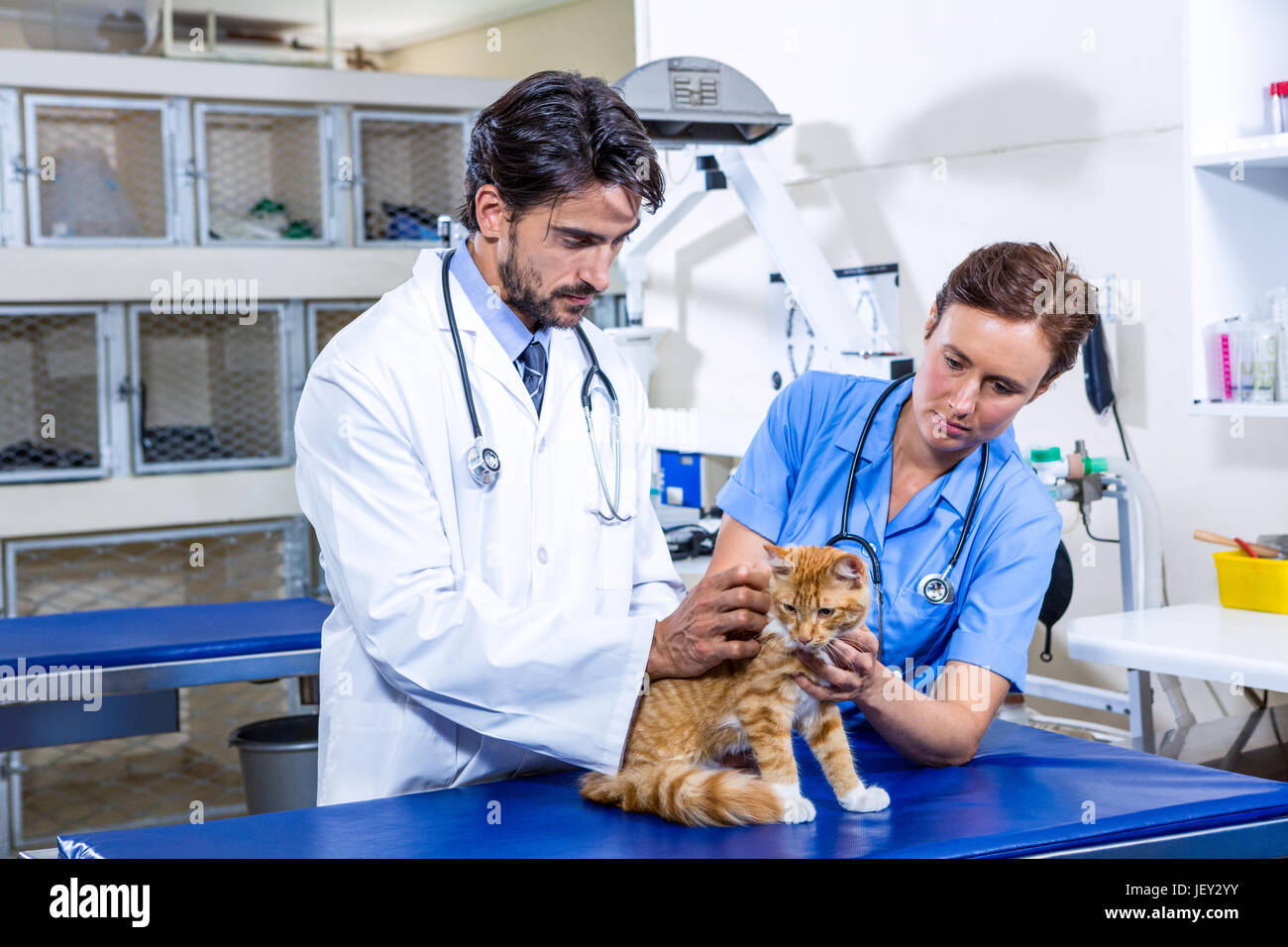 Woman seated holding cat hi-res stock photography and images - Alamy