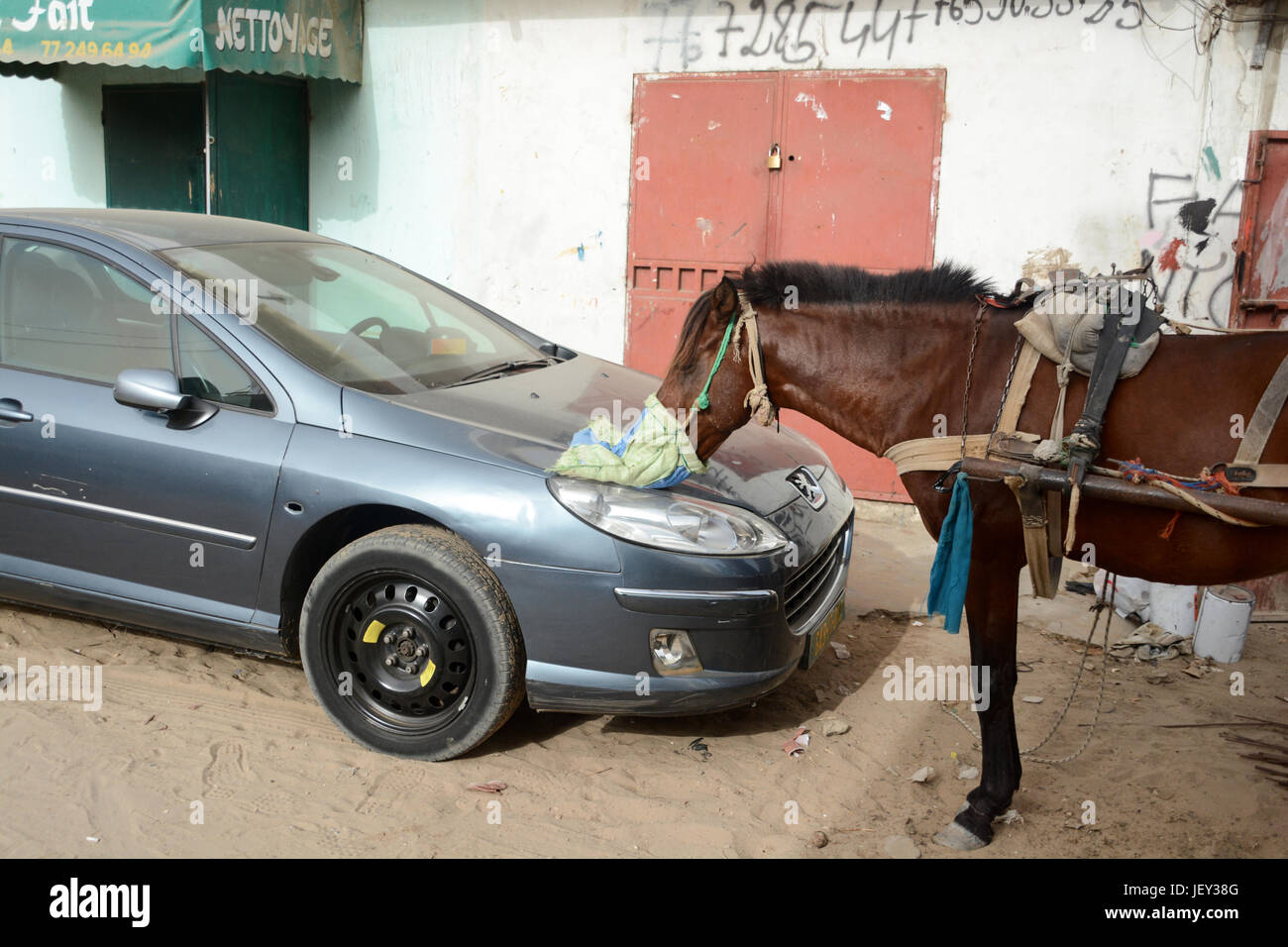 Horse eating from the feed bag in Yoff, Dakar, Senegal. Stock Photo