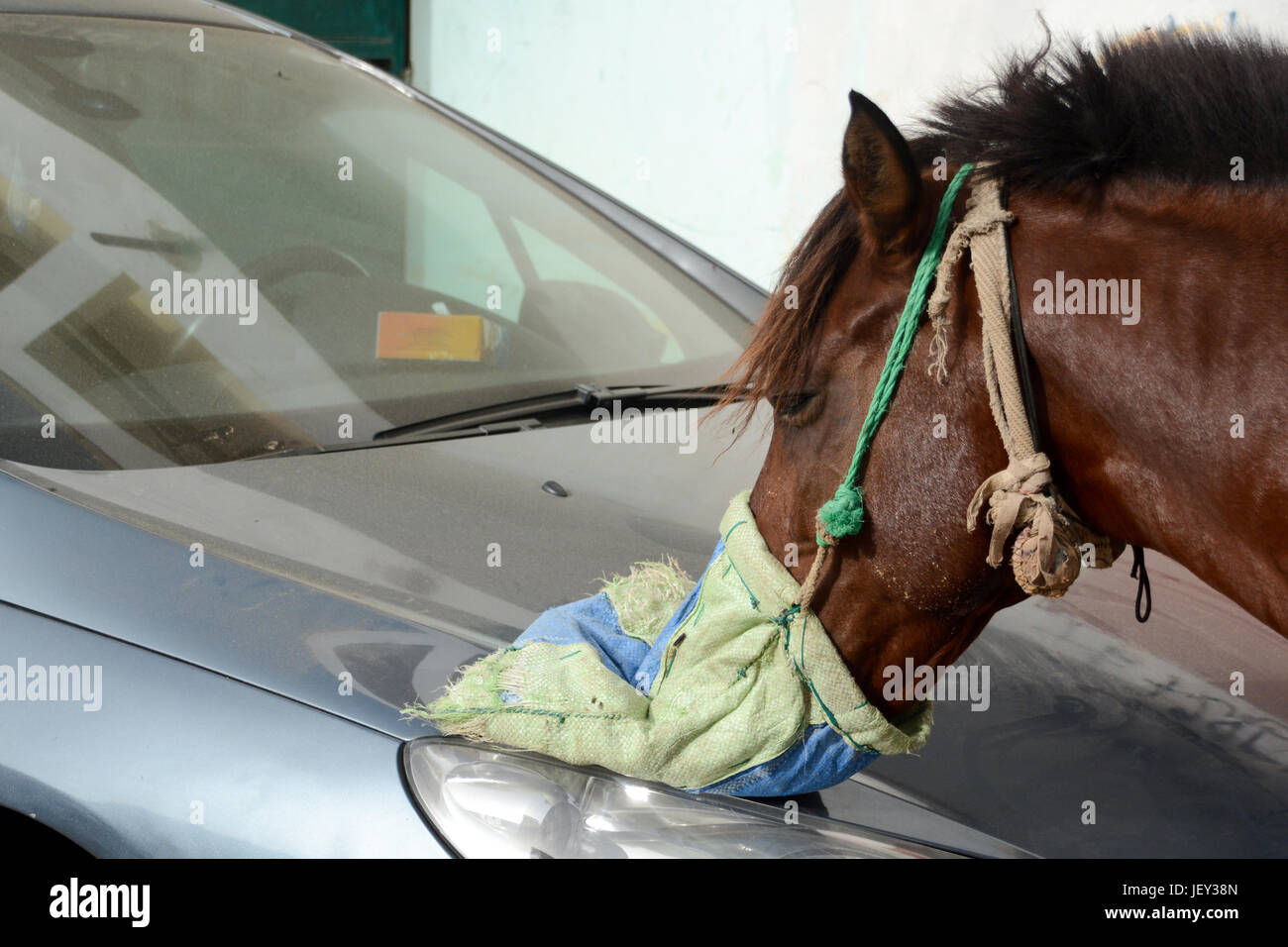 Horse eating from the feed bag in Yoff, Dakar, Senegal. Stock Photo