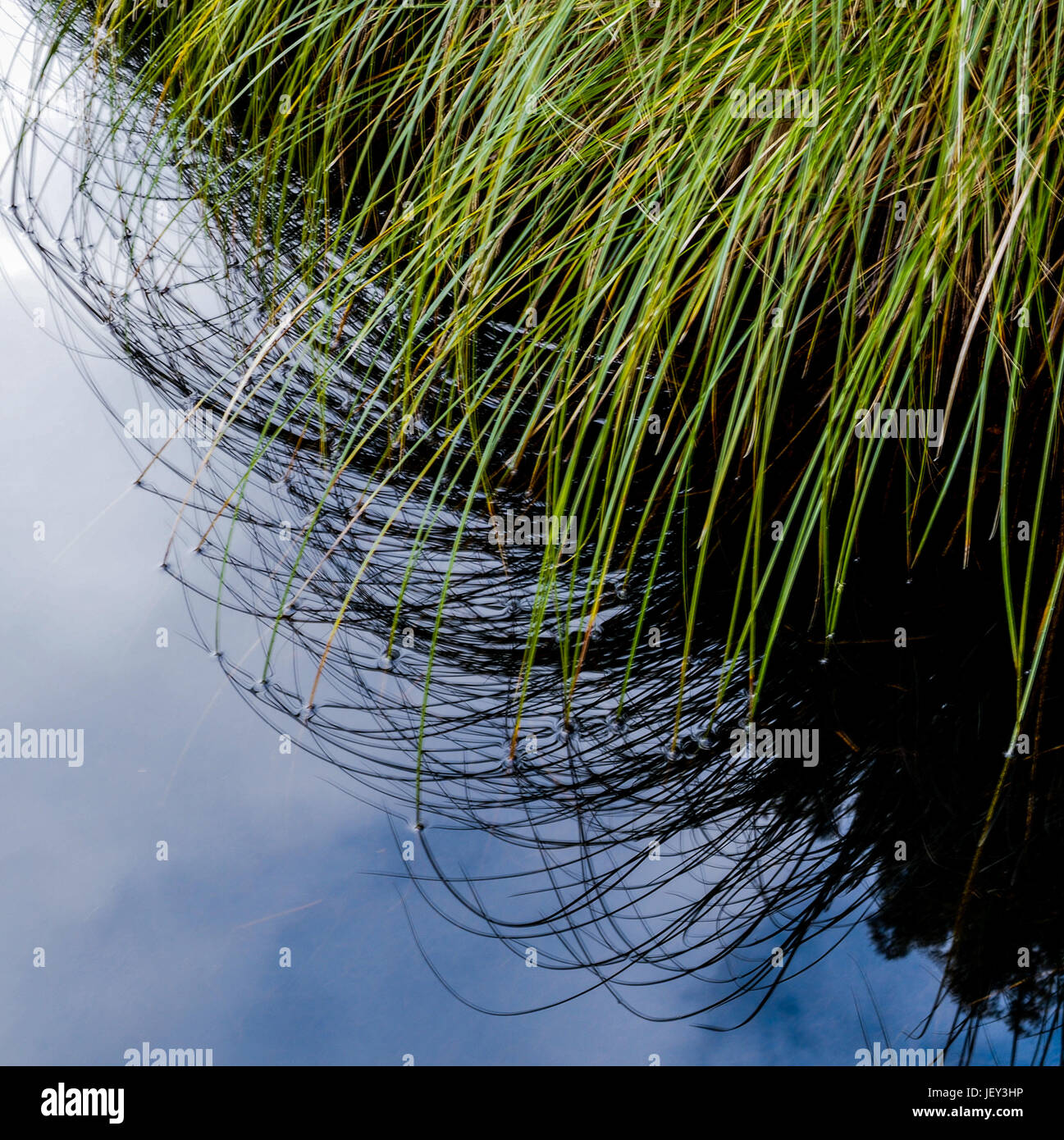 Curving stem of Carex sedge reflected in still water, clouds blue sky and assorted curves lines, Ohinetonga Lagoon, Owhango, Ruapehu District, New Zea Stock Photo