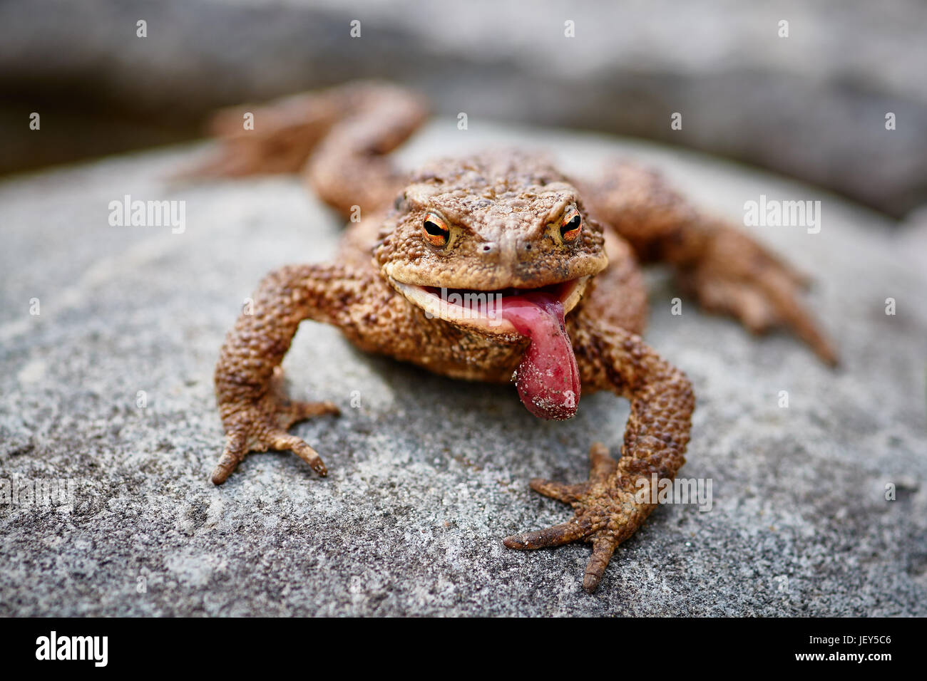 Lolled hi-res stock photography and images - Alamy