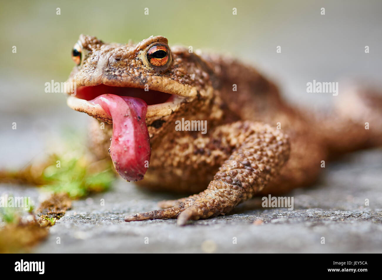 Funny toad hi-res stock photography and images - Alamy