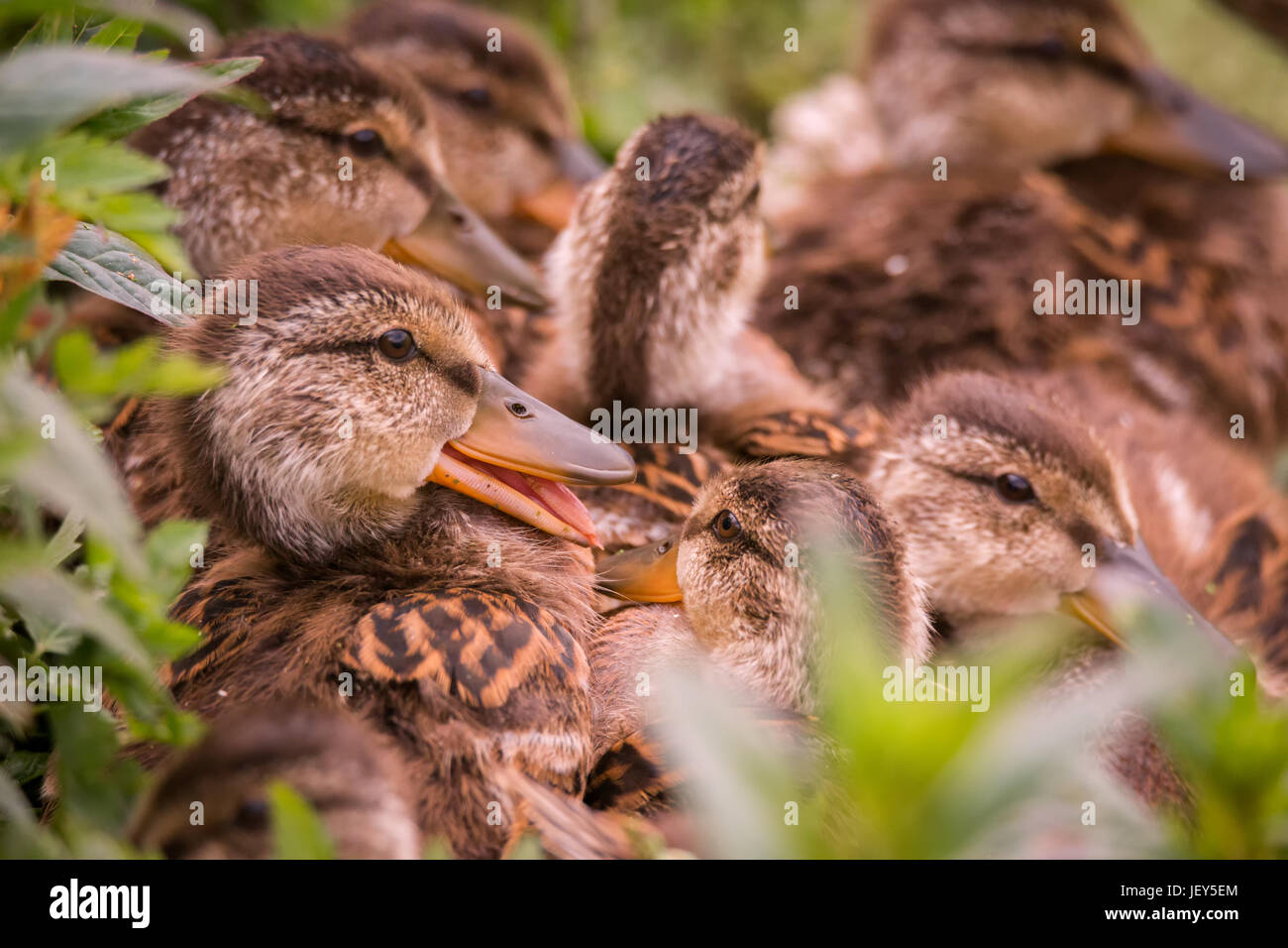 Several Ducklings Huddled Together Stock Photo