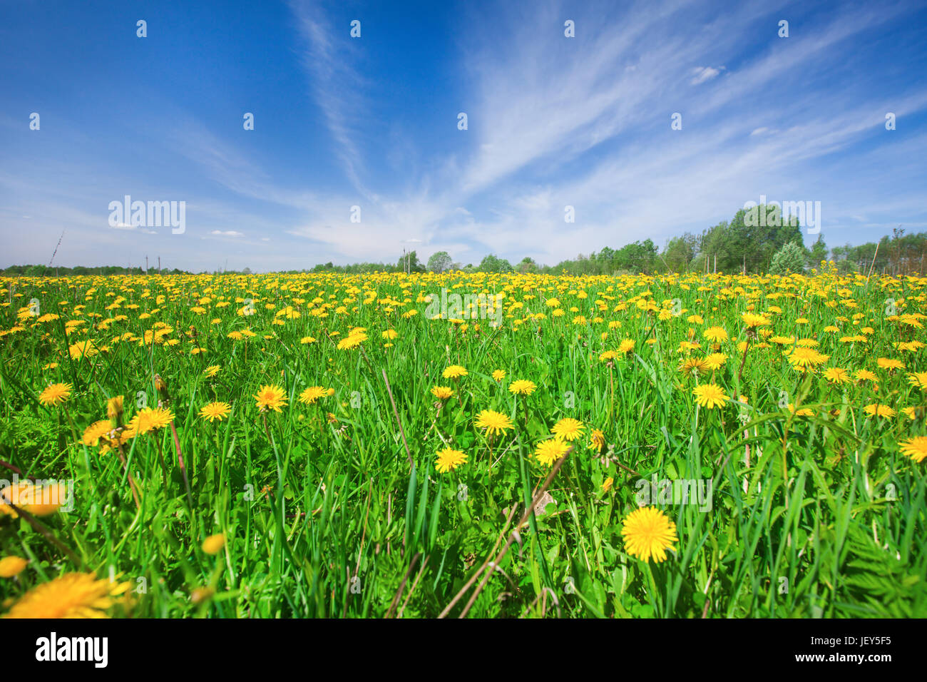 Yellow flowers field under blue cloudy sky Stock Photo