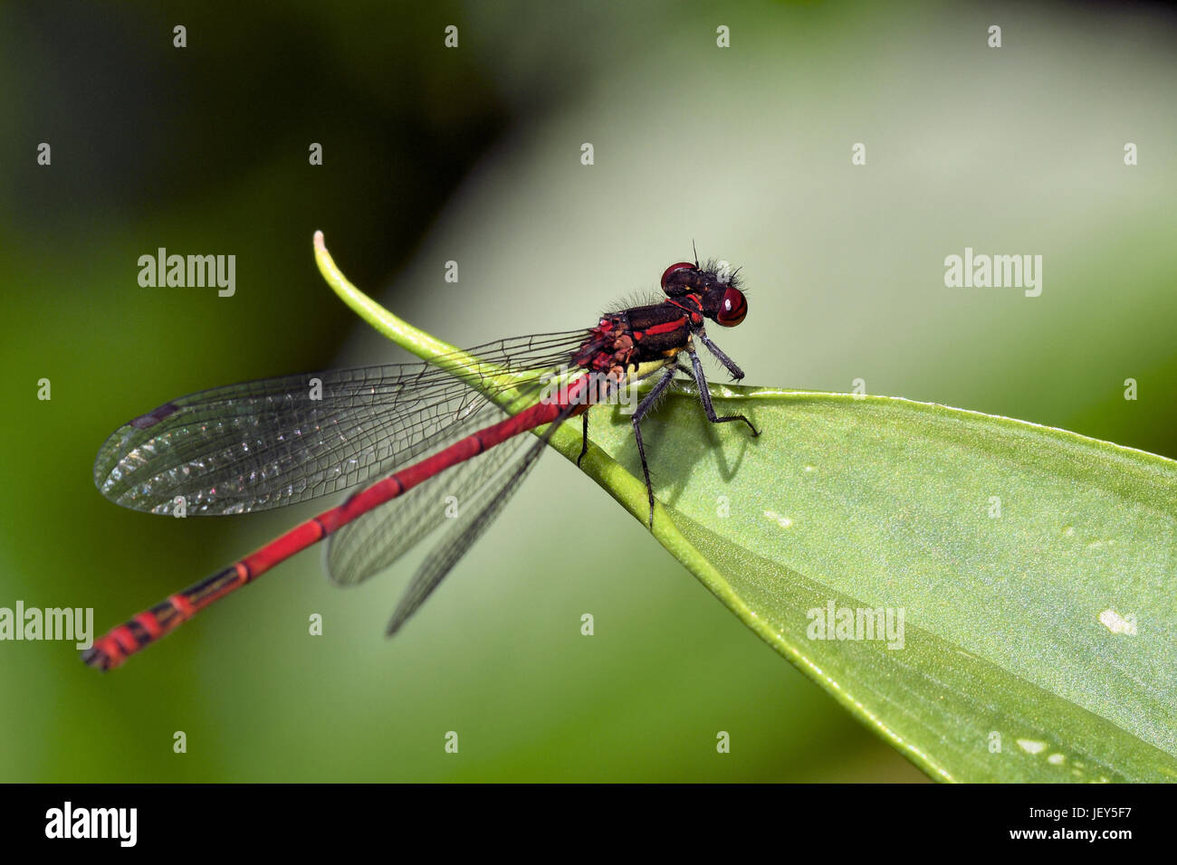 large red damselfly Stock Photo