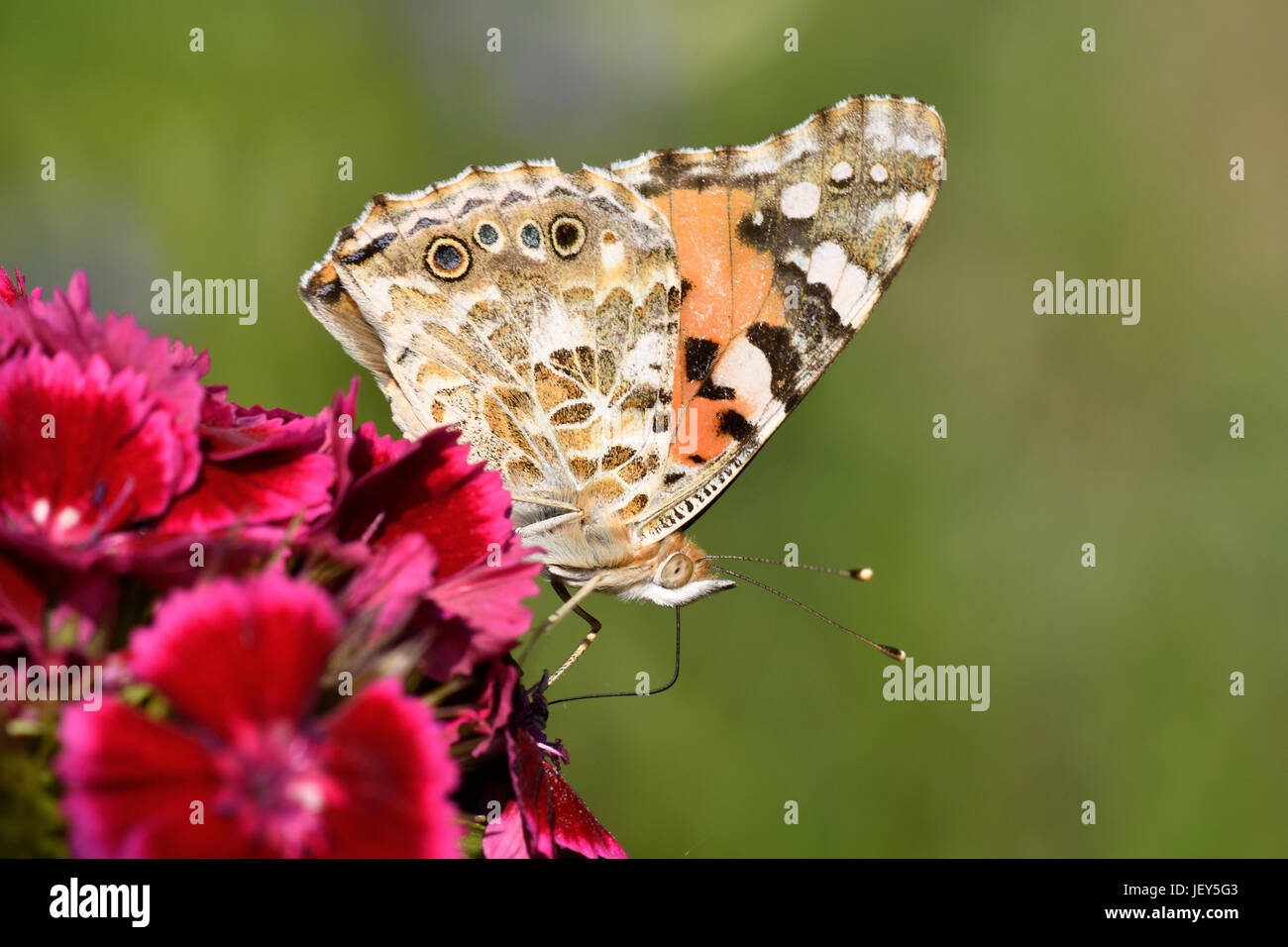 painted lady Stock Photo
