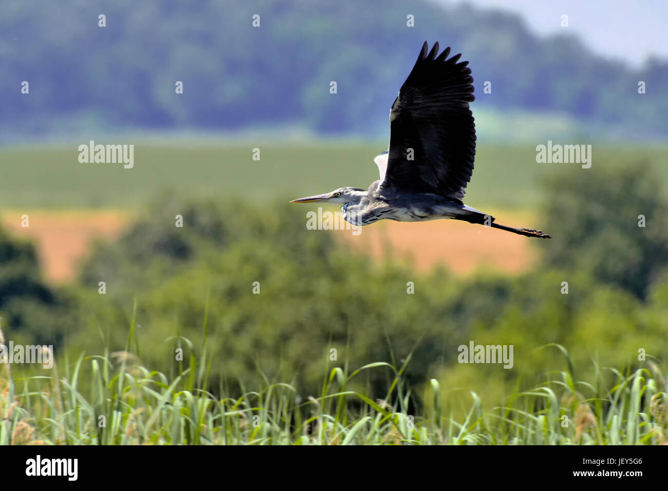 gray heron in flight Stock Photo