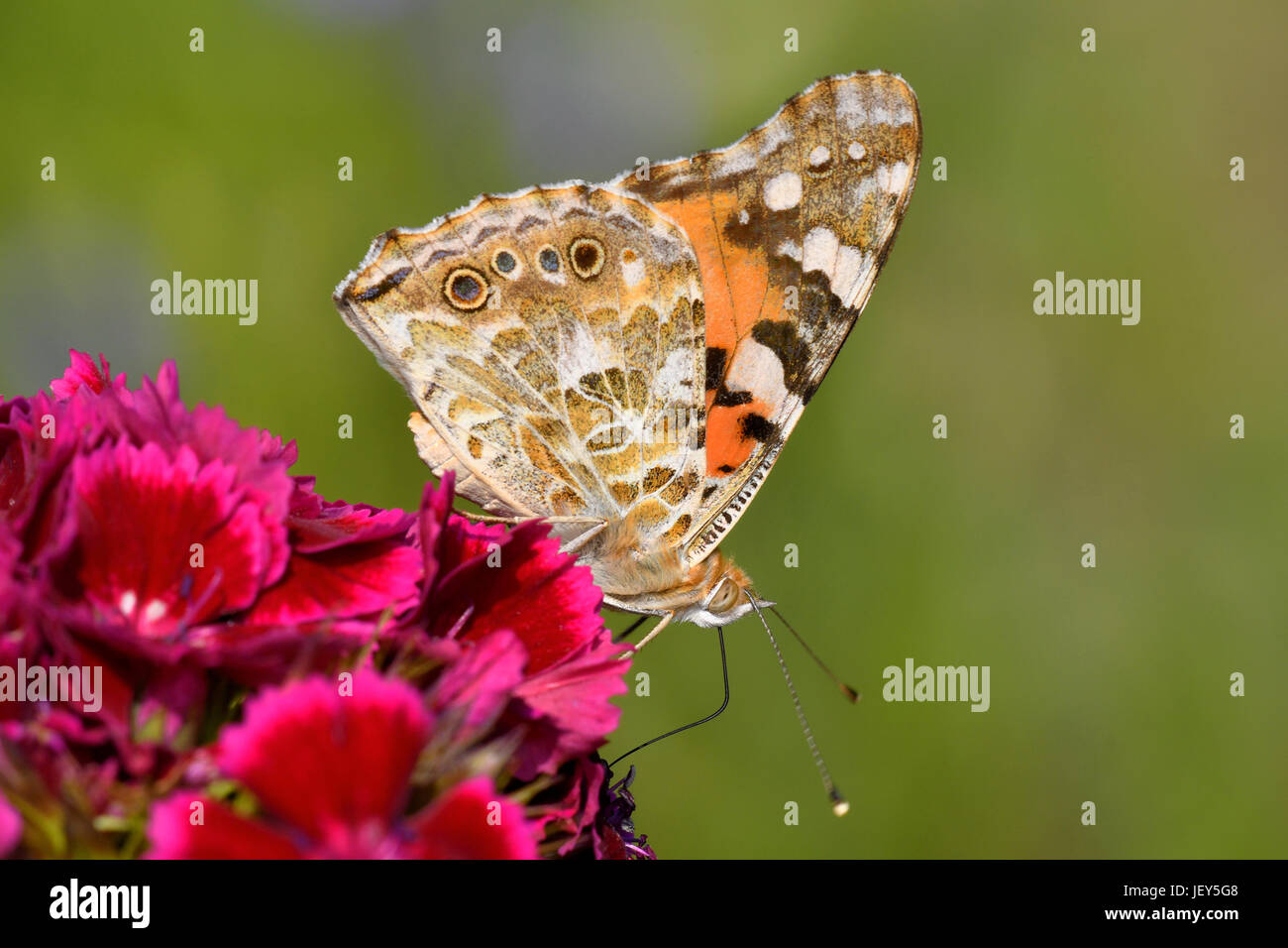 painted lady Stock Photo