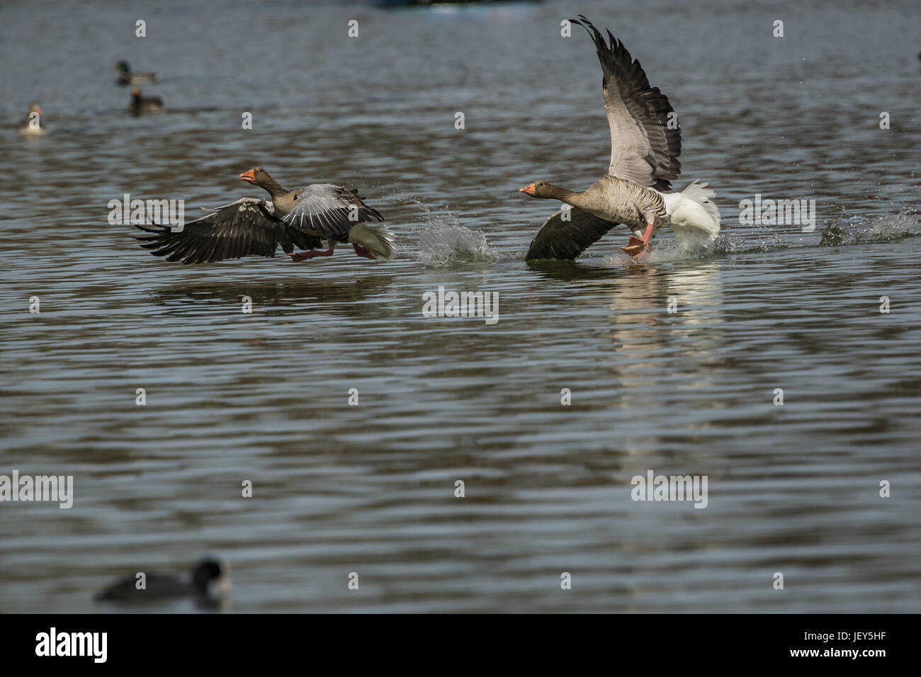 Flying Geese (Anser anser) Stock Photo