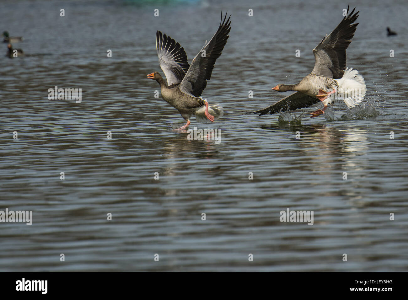 Flying Geese (Anser anser) Stock Photo