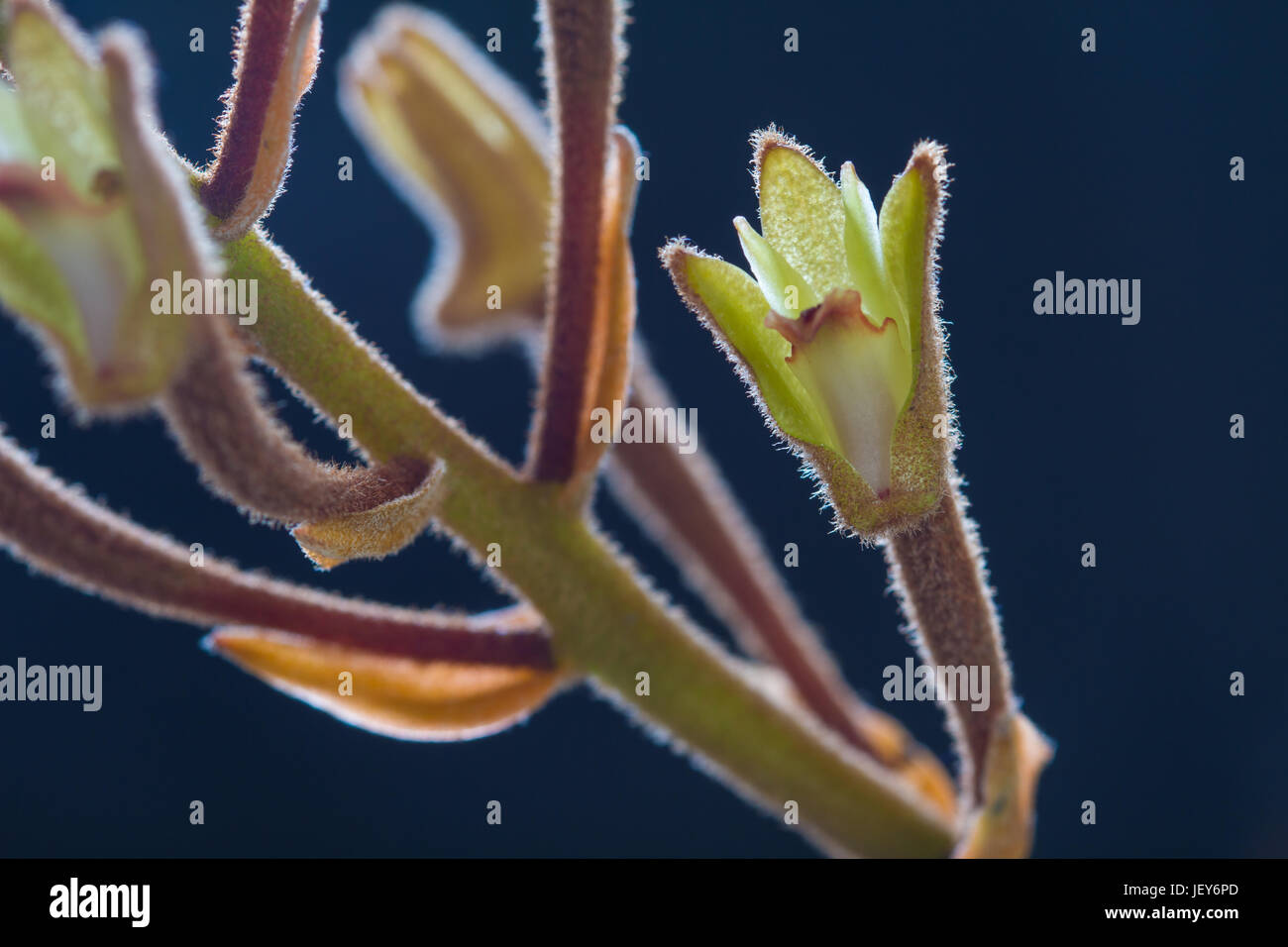 Eria tomentosa Rare species wild orchids in forest of Thailand, This was shoot in the wild nature Stock Photo