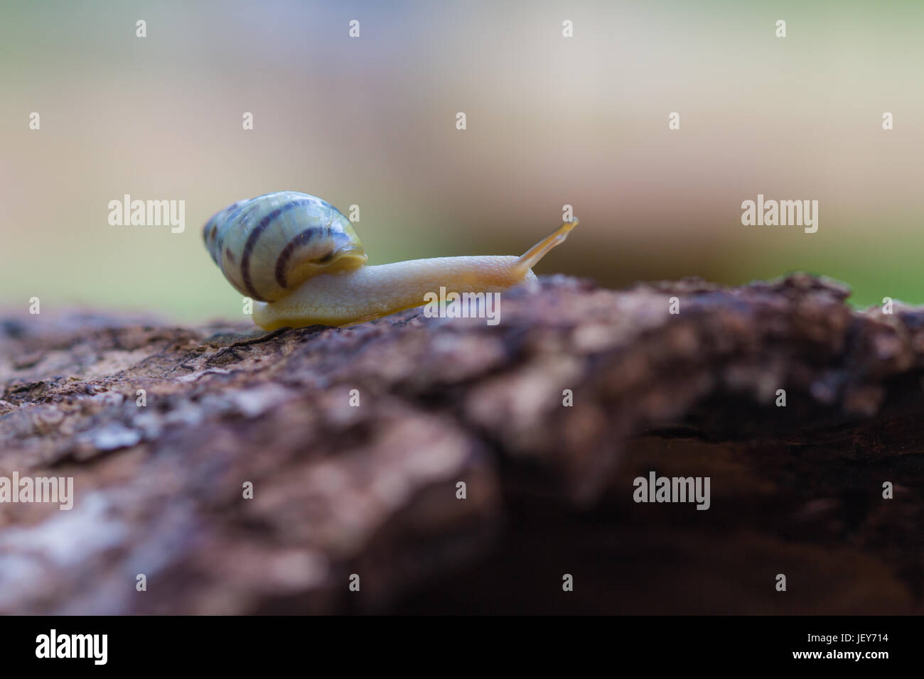 Tree snail on the trunk tree in forest Stock Photo - Alamy