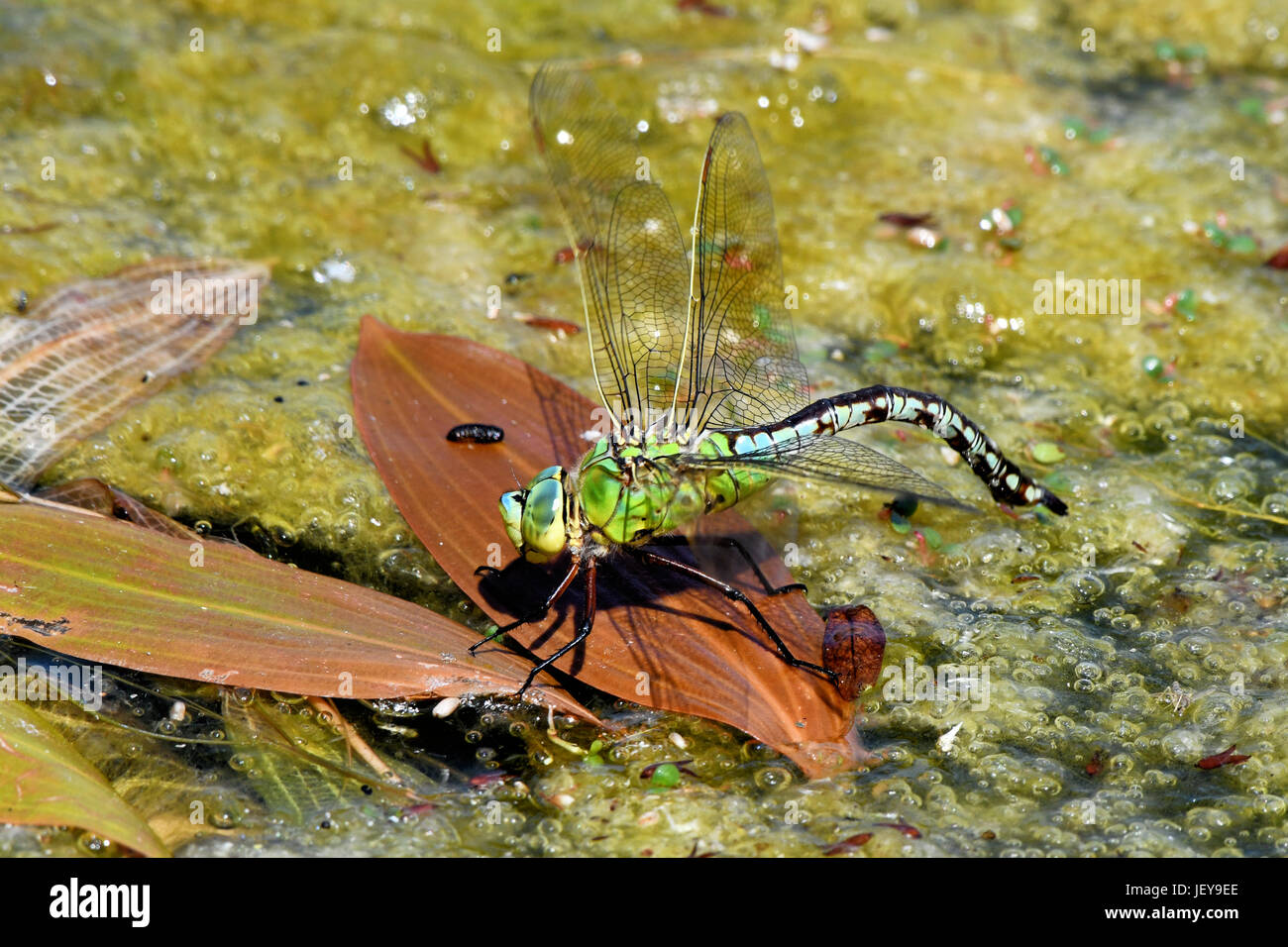 emperor dragonfly Stock Photo