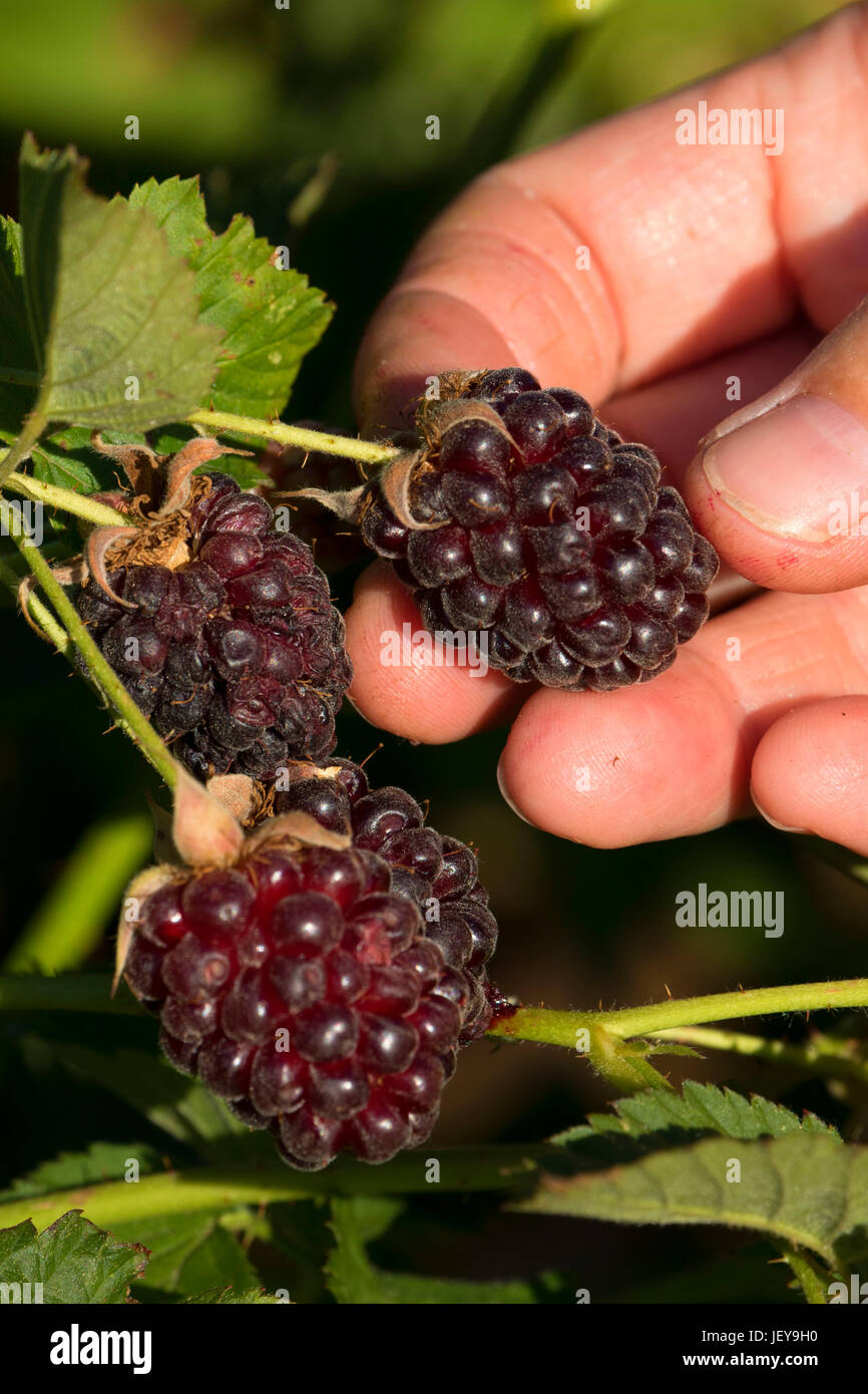 Boysenberries, Marion County, Oregon Stock Photo Alamy