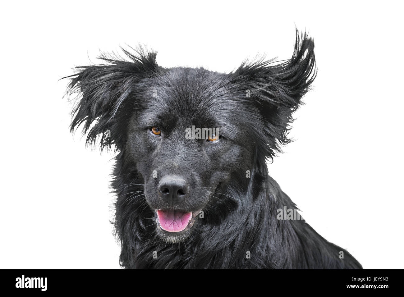 Black Hair Dog Stock Photo