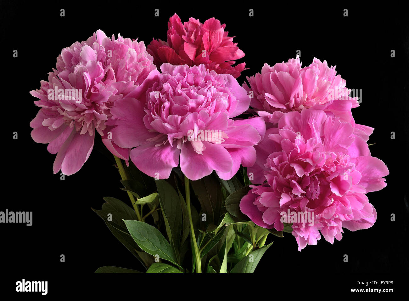 Bouquet of five pink peonies on black Stock Photo