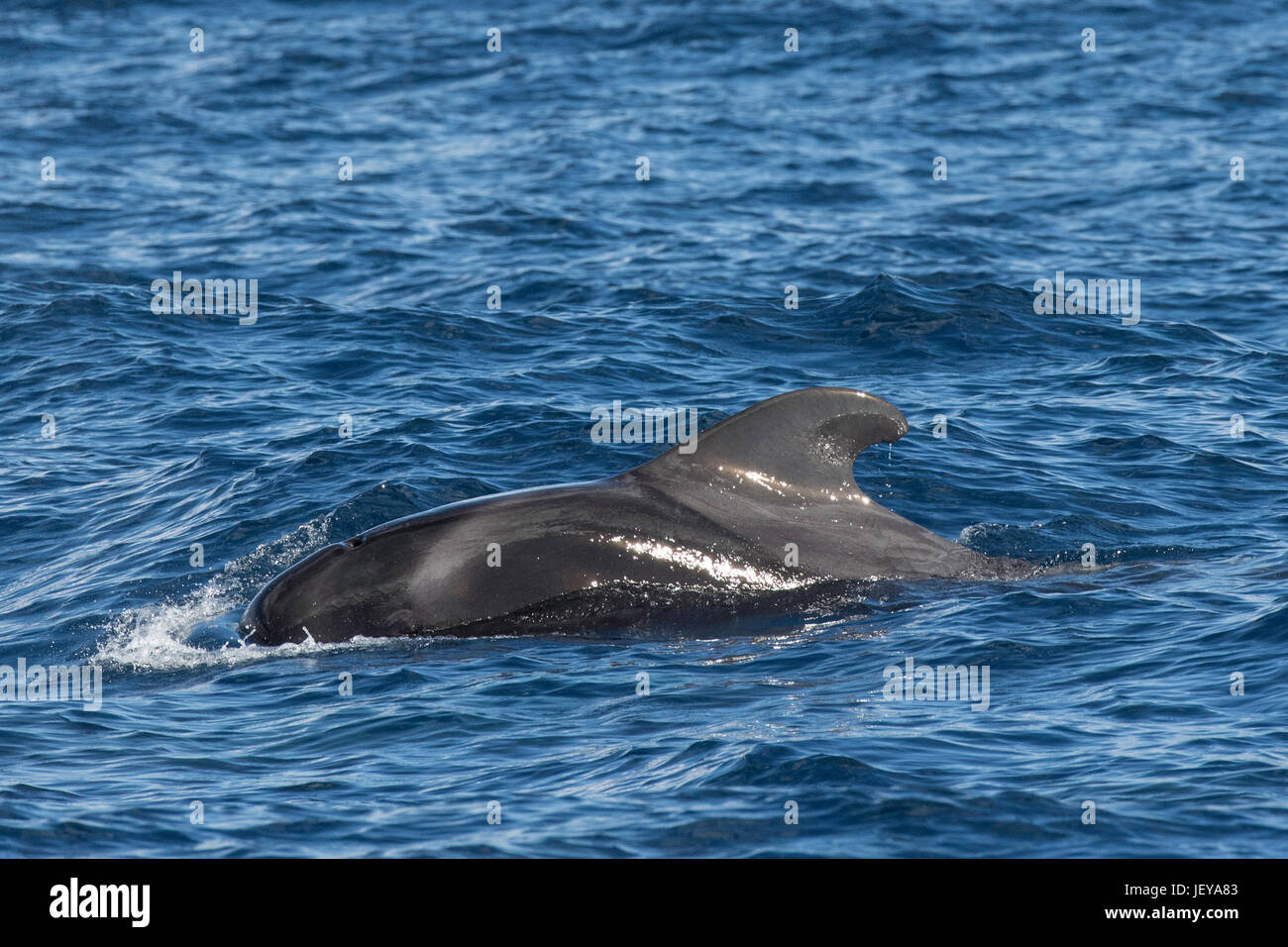 Short-finned pilot whale, Globicephala macrorhynchus, surfacing, showing dorsal fin, Island of Madeira, North Atlantic Ocean Stock Photo