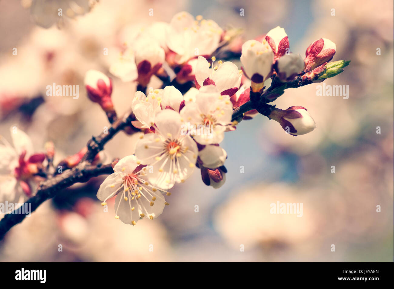 Cherry blooming, beauty spring backgrounds for your design Stock Photo