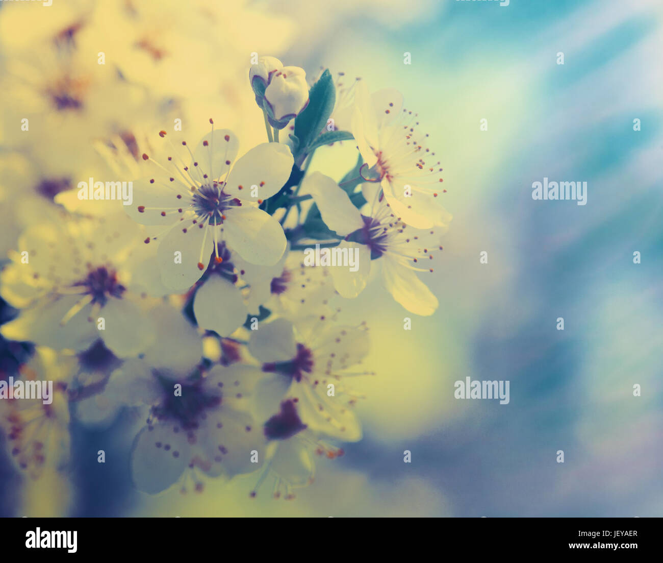 Cherry blooming, beauty spring backgrounds for your design Stock Photo