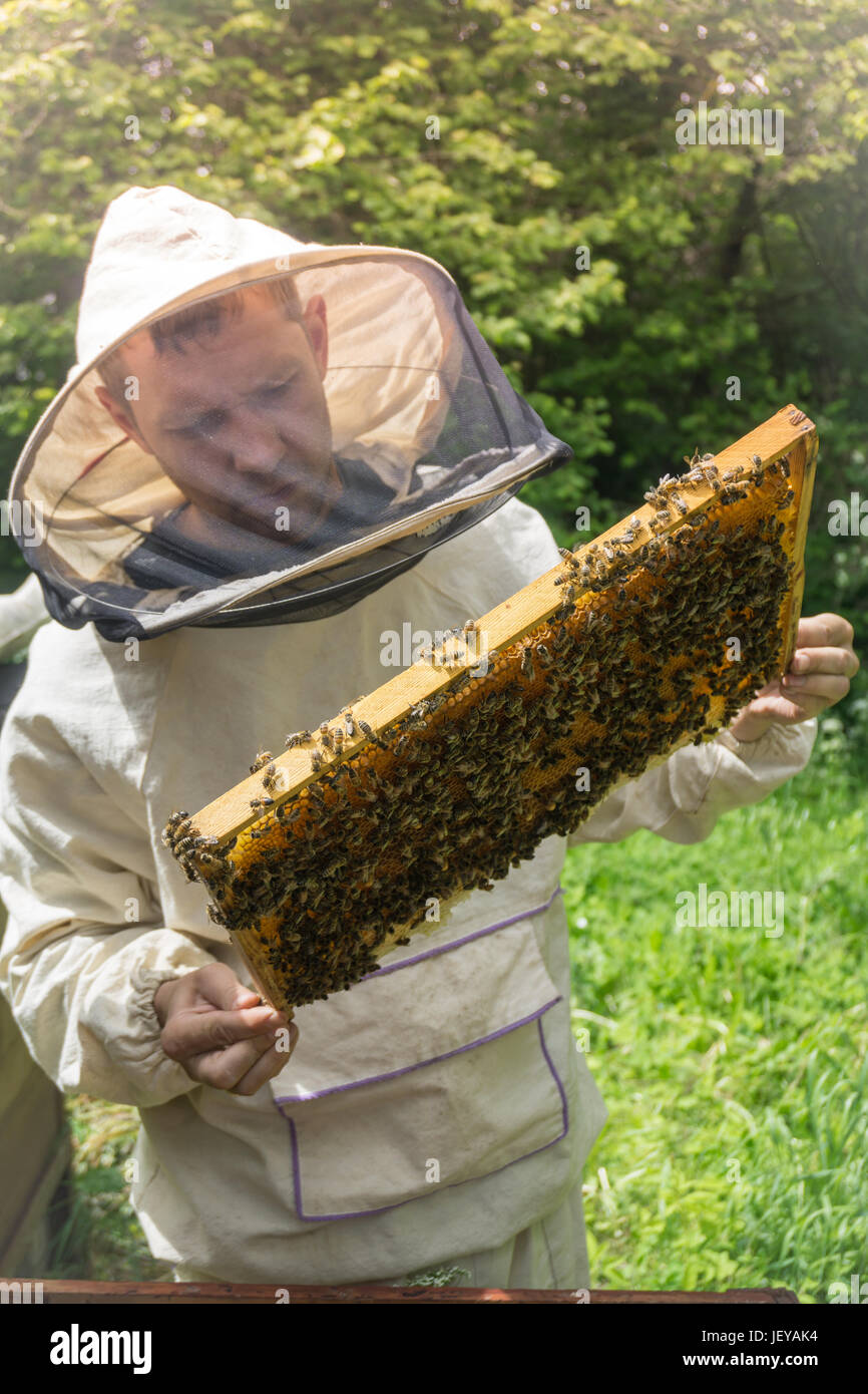 Beekeeper working with bees in beehive, showing the frame with ...