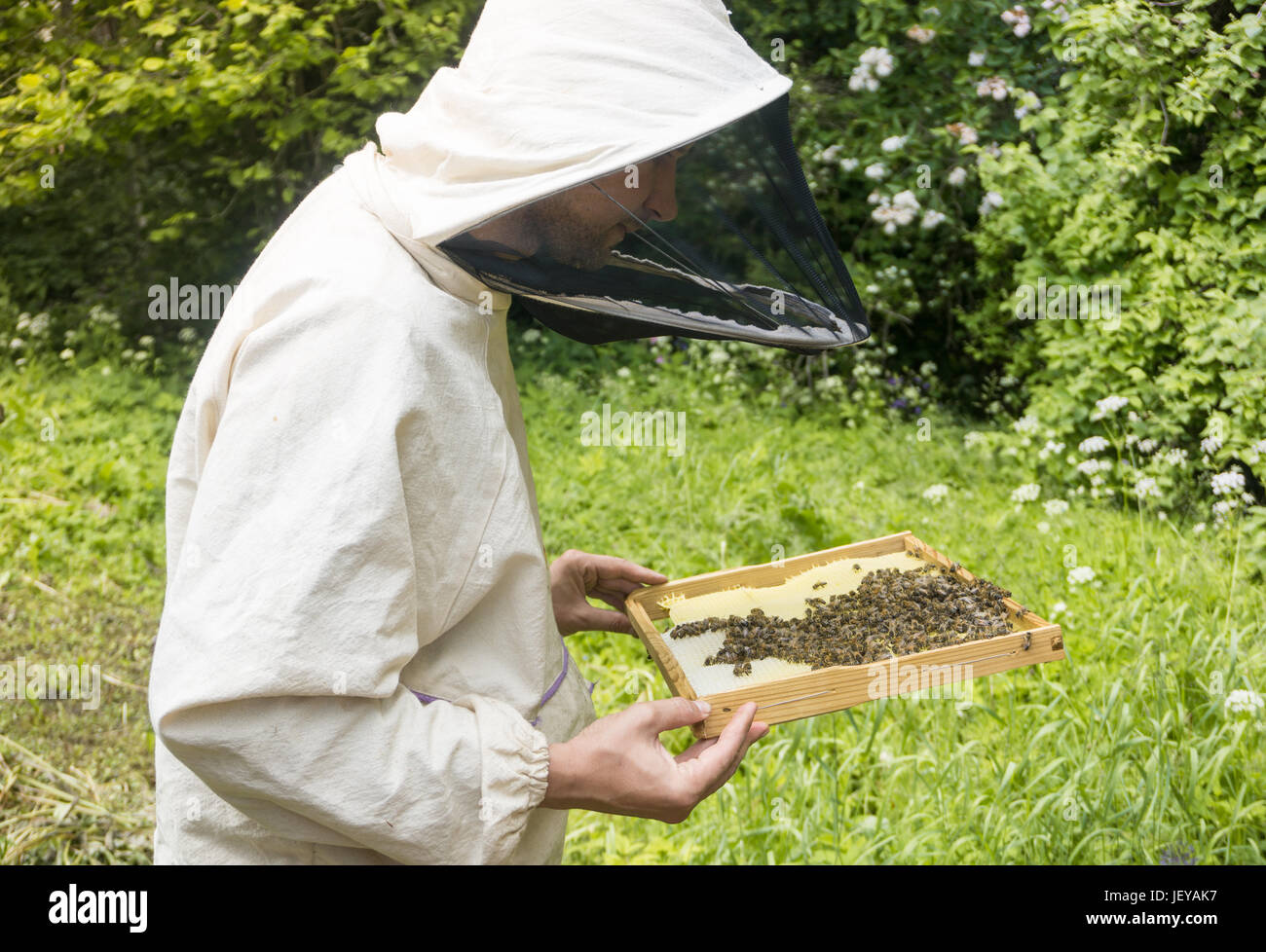 Beekeeper working with bees in beehive, showing the frame with ...
