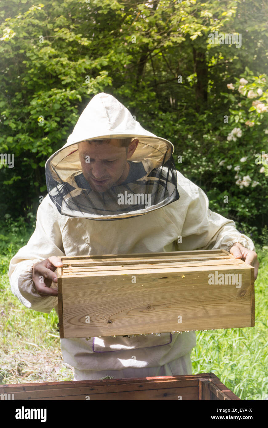 Beekeeper working with bees in beehive, showing the frame with ...
