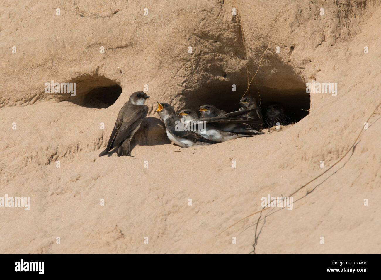 Bank Swallow chicks in sand dune nest beg mom for food Stock Photo
