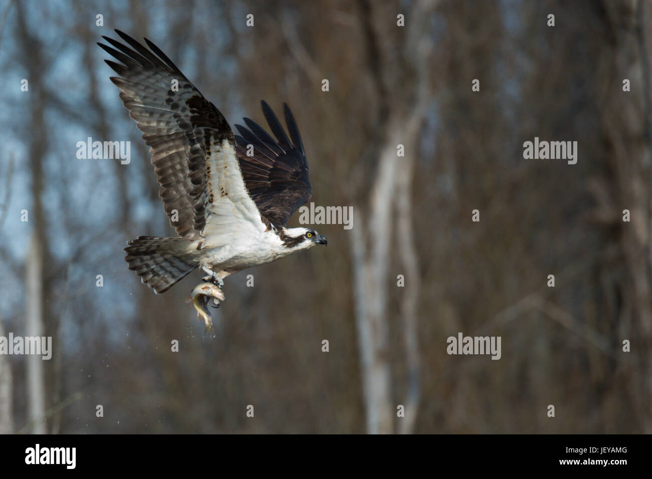 Osprey in flight with freshly caught rainbow trout Stock Photo