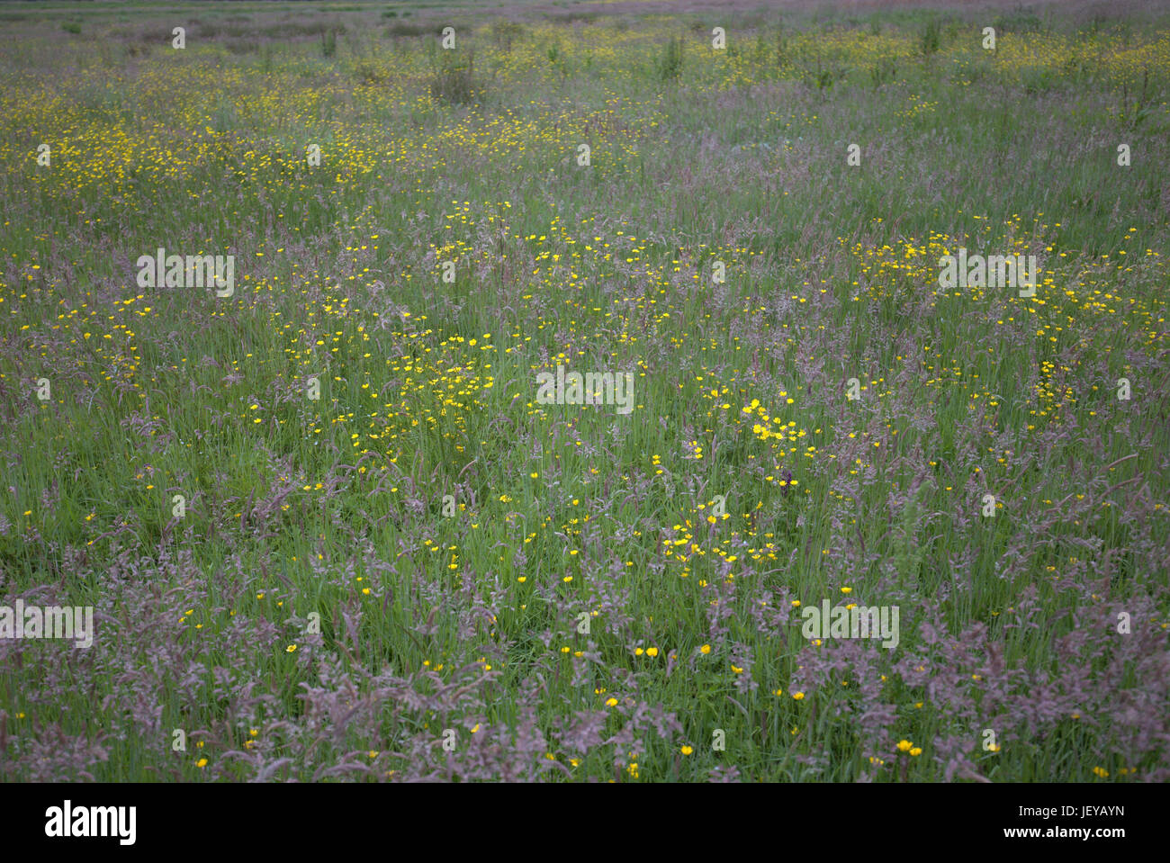 scottish wild meadow long  grass and buttercups field natural Stock Photo