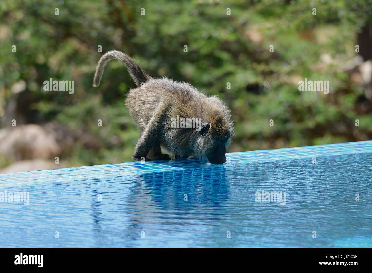 Wild Safari Animals in Africa Stock Photo - Alamy