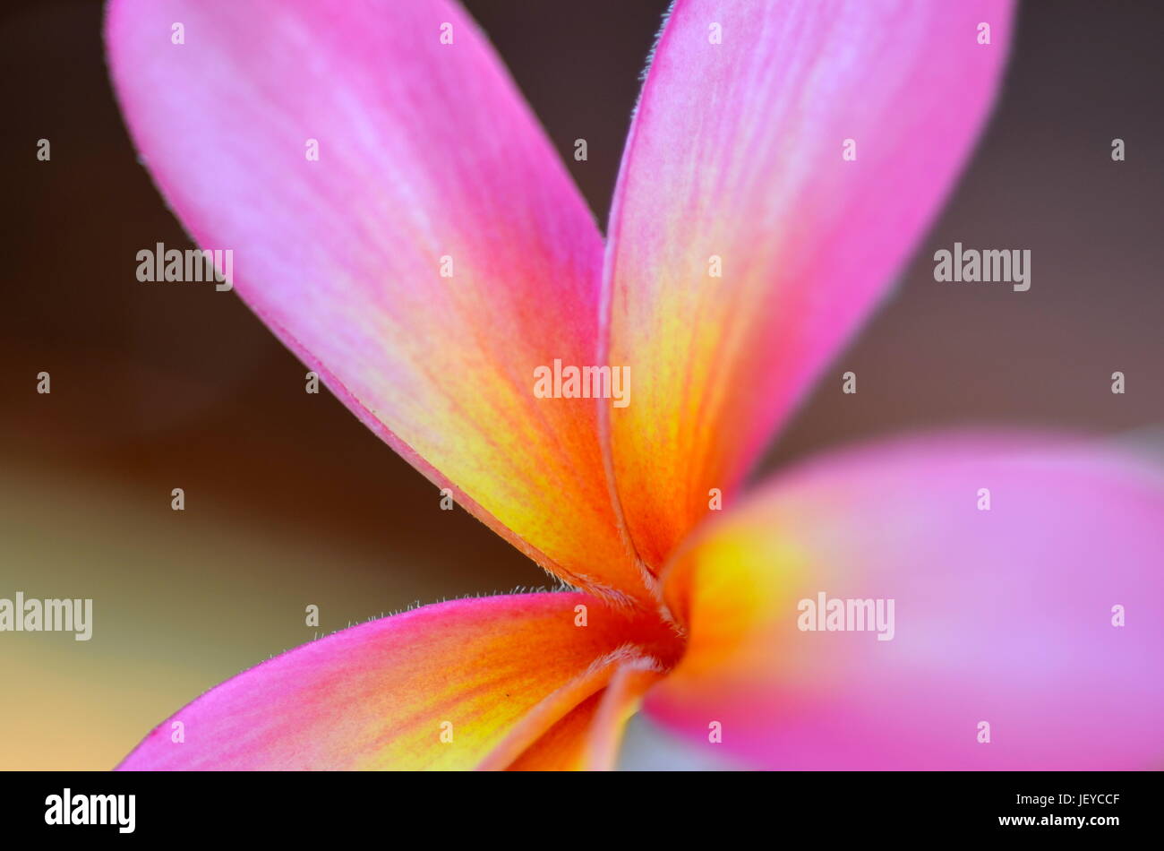 Tropical florals hi-res stock photography and images - Alamy