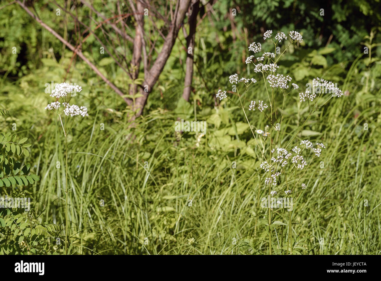 The white flowers of Valeriana officinalis grow under the summer sun in its wild natural environment Stock Photo