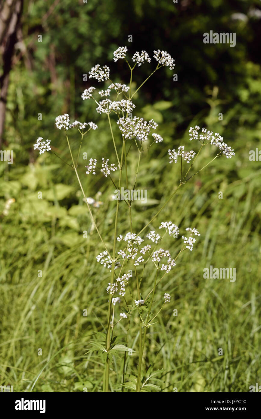 The white flowers of Valeriana officinalis grow under the summer sun in its wild natural environment Stock Photo