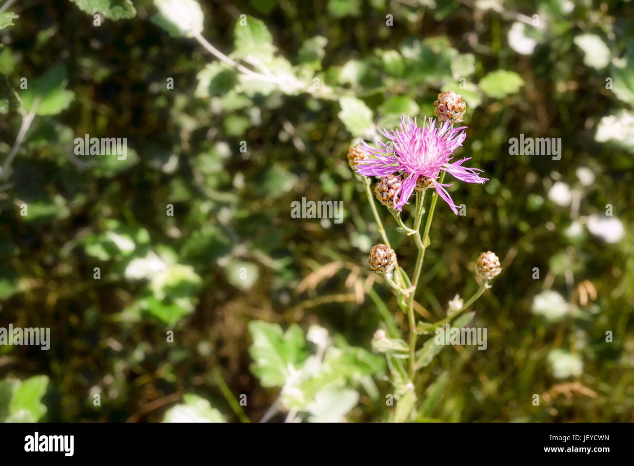 A Centaurea Scabiosa flower with buds,  also known as  greater knapweed, is growing in the meadow close to the Dnieper River in Kiev, Ukraine, under t Stock Photo