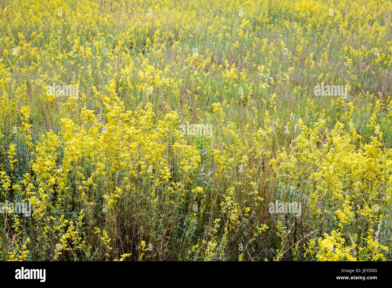 Yellow Galium verum flowers, also known as lady's bedstraw or yellow bedstraw, in the Meadow at the edge of the forest, at the end of spring in Kiev,  Stock Photo