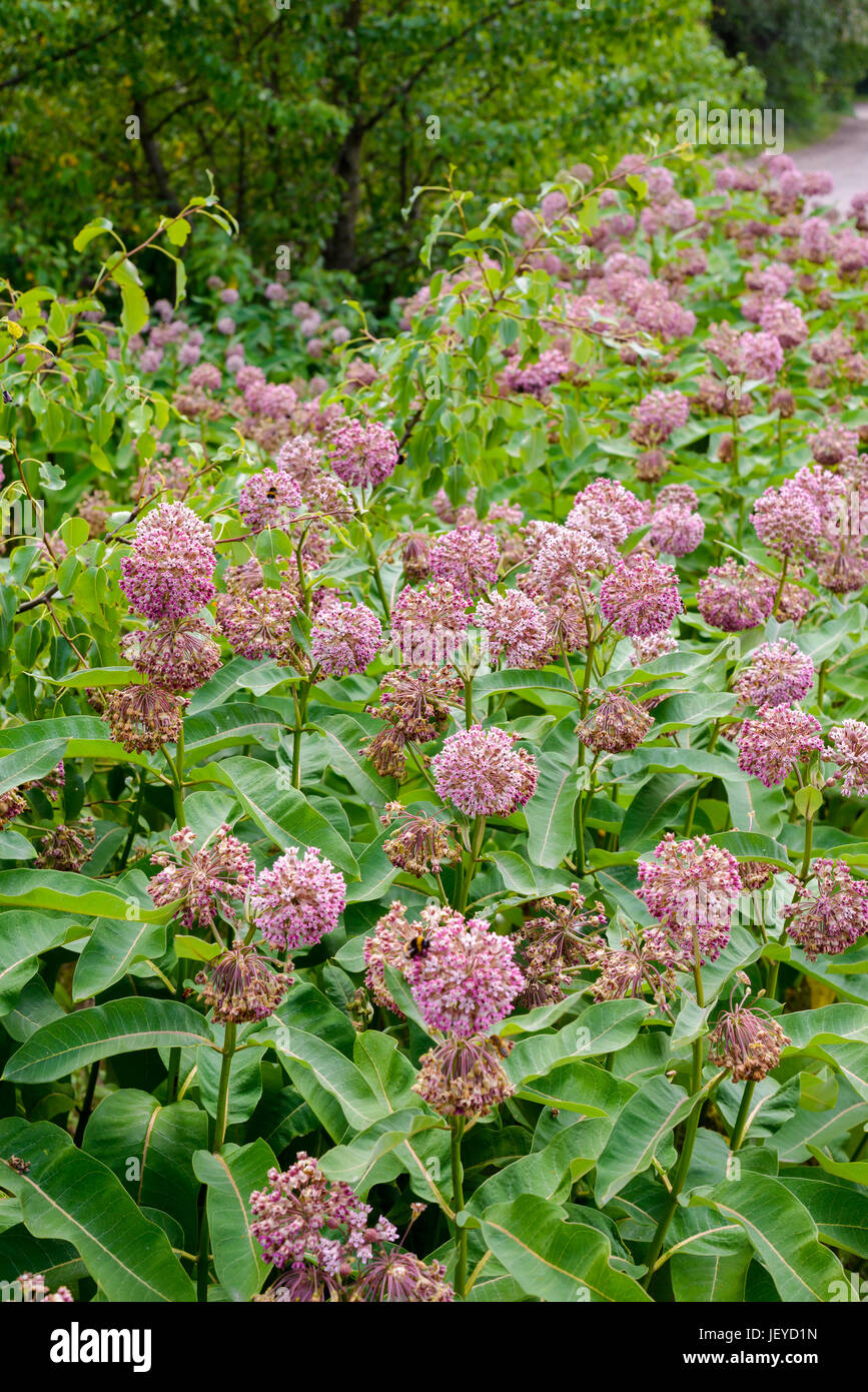 Are Milkweed Plants Poisonous To Dogs And Cats